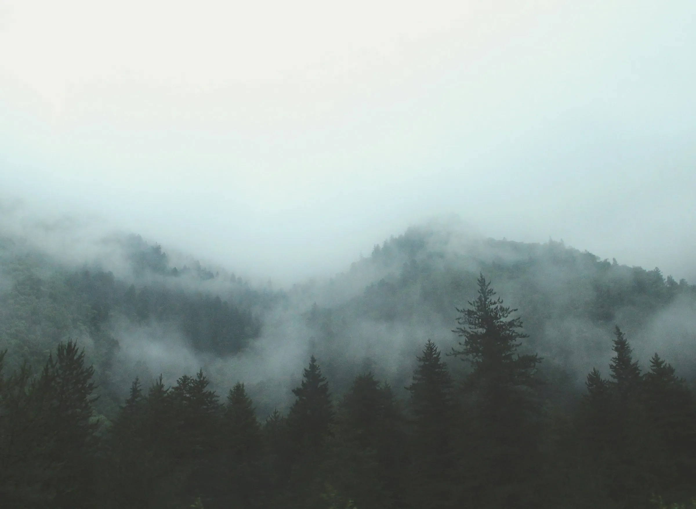 Morning mist over the pine forest on Mount Tara